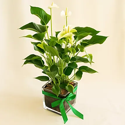 Blooming Anthurium Plant In Square Glass Vase: Indoor Plants