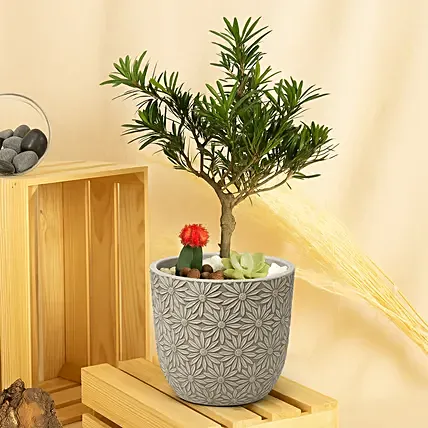 Buddhist Pine Plant Bonsai Garden: Bonsai 