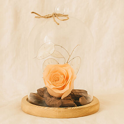 Peach Forever Rose In Glass Dome: Orange Flowers
