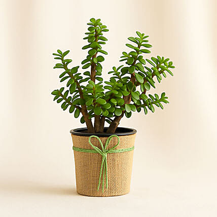 Classic Jade Plant: Jade Plants