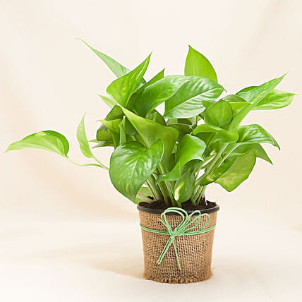 Classic Money Plant: New Year Plants