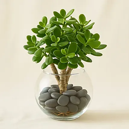 Jade Plant In Glass Bowl: Birthday Plants