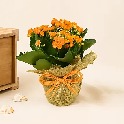 Jute Wrapped Orange Kalanchoe Plant: 