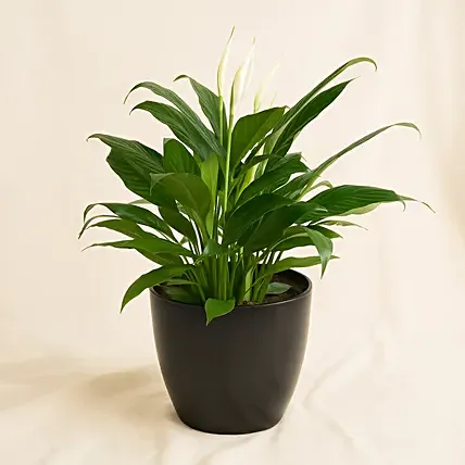 Peace Lily In Matt Black Planter: Birthday Plants