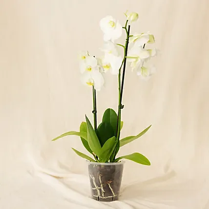 Double Stem White Orchid In Nursery Pot: Indoor Plants