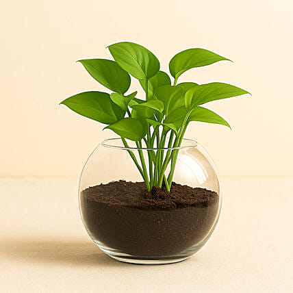 Money Plant Round Vase: Plants