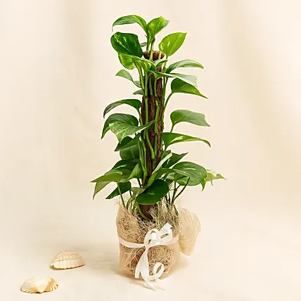 Utmost Perfection: Just Because Gifts