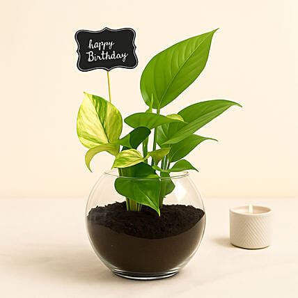 Birthday Money Plant: Plant Combos
