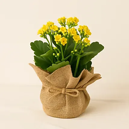 Jute Wrapped Yellow Kalanchoe Plant: International Women's Day Gifts