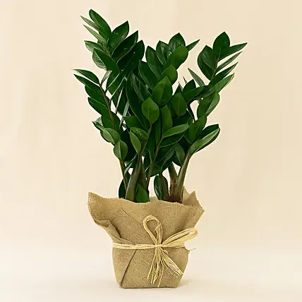 Jute Wrapped Zamia Potted Plant: International Women's Day Gifts