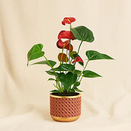 Red Anthurium In Ceramic Pot: For Anniversary