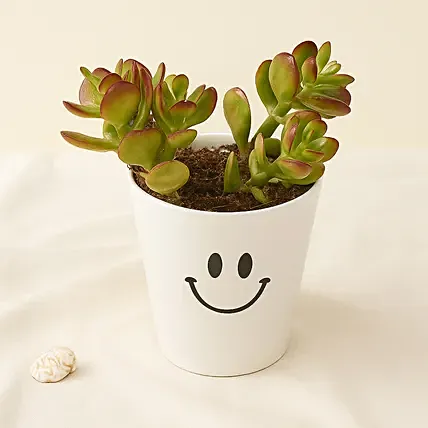 Adorable Masterpiece: Anniversary Plants