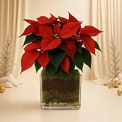 Poinsettia Plant: For Men