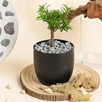 Bonsai Buddhist Pine Plant in Black Ceramic Pot: New Arrival Plants