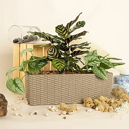 Delightful Greens Garden: 