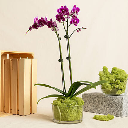 Dual Stem Purple Orchid Plant in Glass Dish: CNY Plants