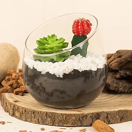 Low Maintenance Plants Duo: 