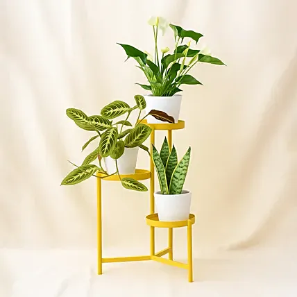 Luck and Peace Plant Stand: For Women's Day