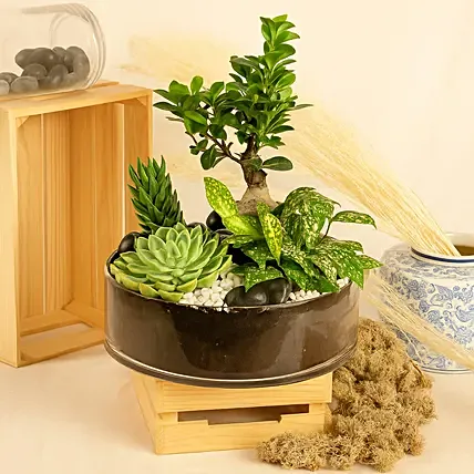 Magnificent Nature Dish Garden: Womens Day Plants