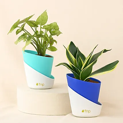 Abundance Plant Duo: Air Purifying Indoor Plants