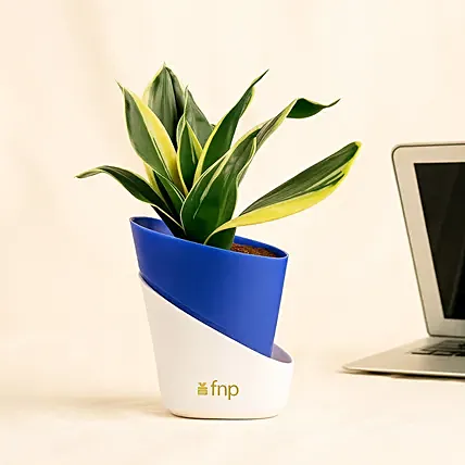 Joyful Sansevieria Plant: Teachers Day Gifts