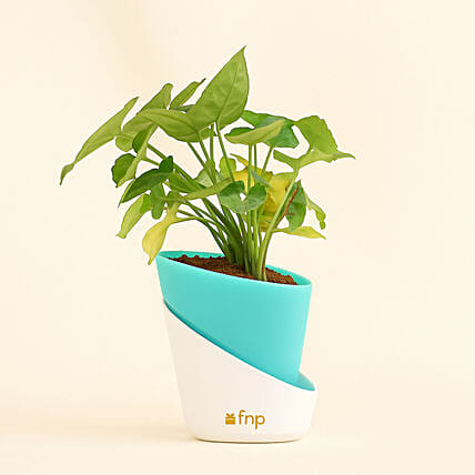 Radiant Syngonium Foliage: Air Purifying Indoor Plants
