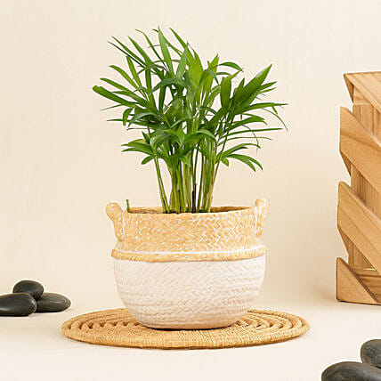 Mini Chamadorea In Dual Tone Pot: Teacher's Day Gifts