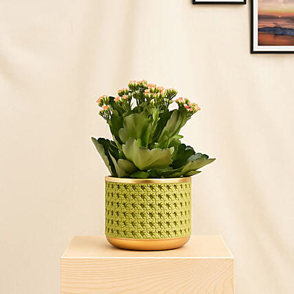 Orange Kalanchoe in Small Planter: Boss Day Gift Ideas