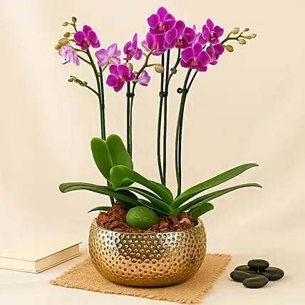 Purple Orchid Plant In Vase: Mid Autumn Festival Gifts