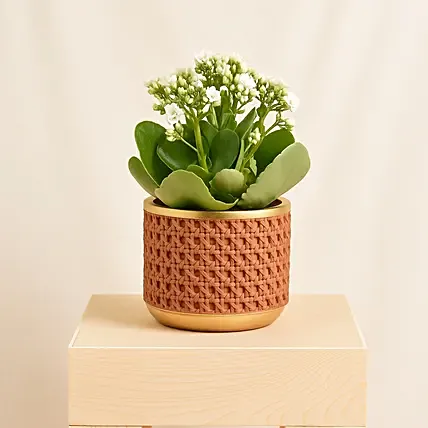 White Kalanchoe In Ceramic Pot: Bathroom Plants