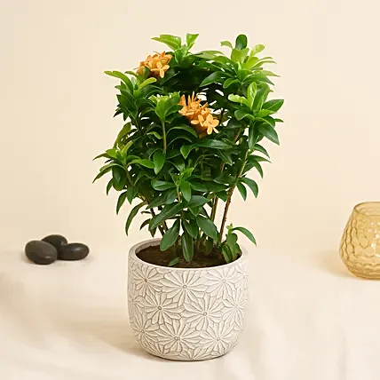 Beautiful Ixora Flower Plant In Ceramic Pot: 