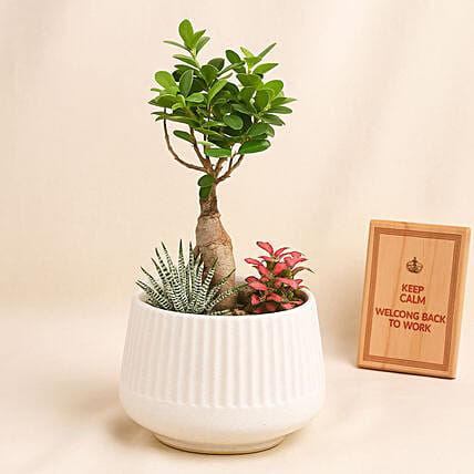 Bonsai Garden: New Year Plants