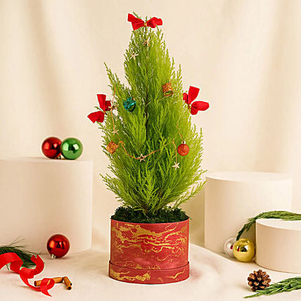 Decorated Cupressus Christmas Plant: New Year Plants