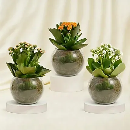 Orange, Pink and White Kalanchoe in Glass Bowls: Living room Plants