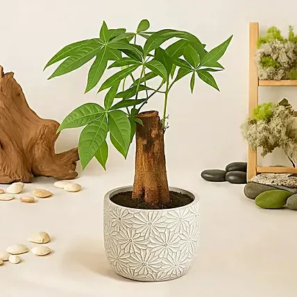 Pachira Good Luck Tree: New Arrival Plants