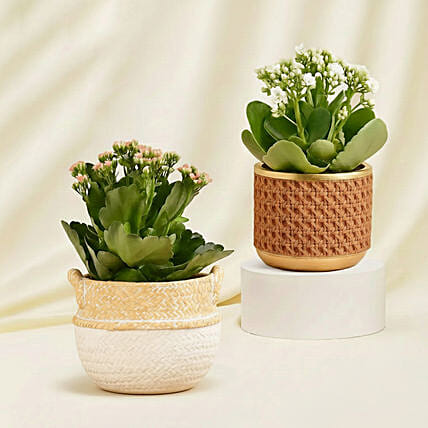 Pink and White Kalanchoe Plants in Vases: Living Area Plants