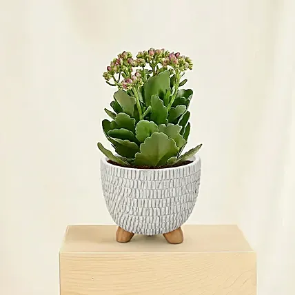 Pink Kalanchoe in Designer Pot: 