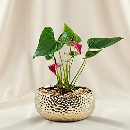 Premium Red Anthurium Gold Vase Planter: Desktop Plants