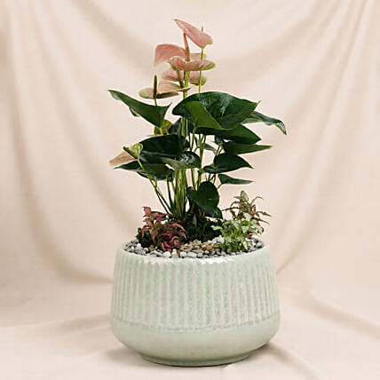 Timeless Pink Anthurium Garden: Bathroom Plants