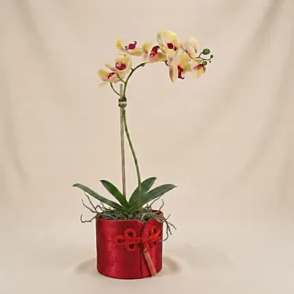 Golden Orchids in Red Decorative Box: Plants