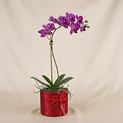 Purple Orchids in Red Decorative Box: Chinese New Year Plants
