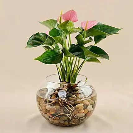Pink Anthurium Plant in Glass Bowl: Plants