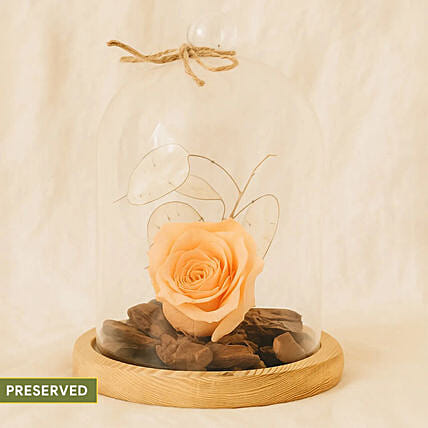 Peach Forever Rose In Glass Dome: Orange Flowers
