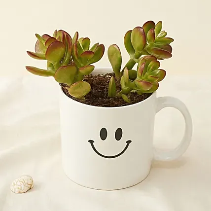 Adorable Masterpiece: Jade Plants