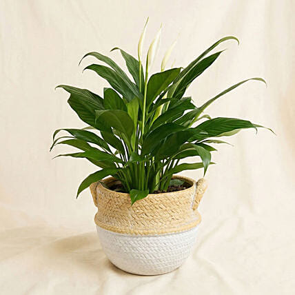 Peace Lily In Matt Black Planter: For Anniversary