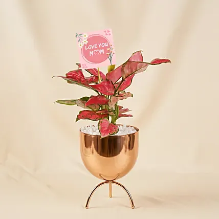Pink Aglonema Plant in Golden Metal Vase: Plants