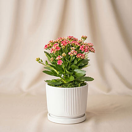 Pink Kalanchoe Plant in White Ceramic Vase: Plants Singapore