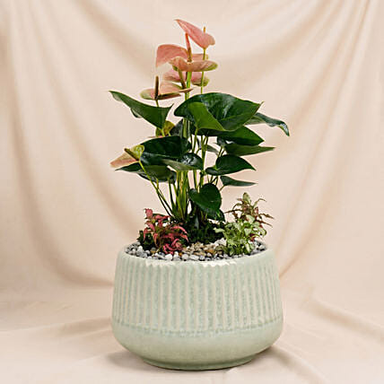 Timeless Pink Anthurium Garden: Indoor Bedroom Plants