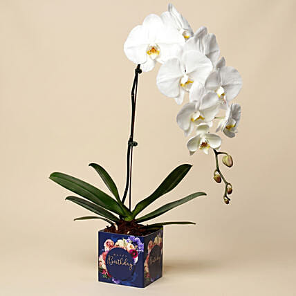 White Phalaenopsis Plant For Birthday: Flowering Plants