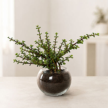 Jade Plant In Round Vase Combo: Desk Plants